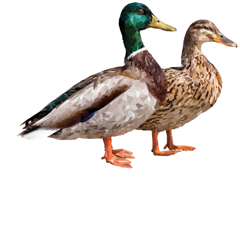 Mallard