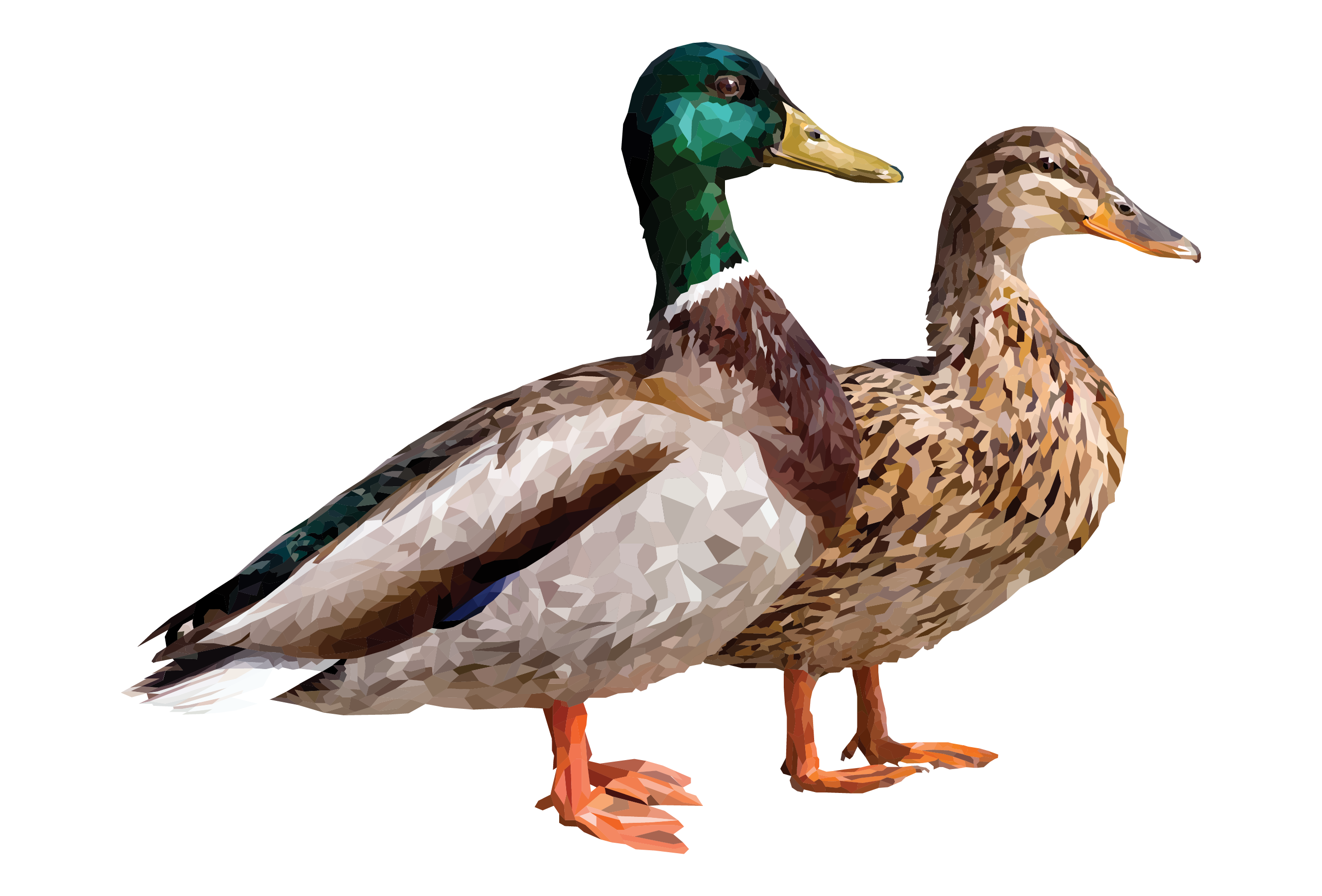 Mallard