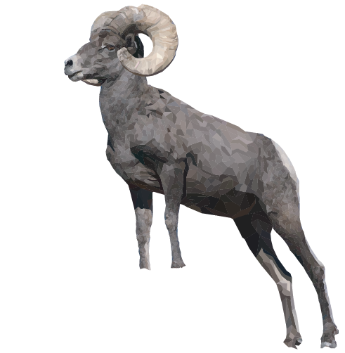 Bighorn Sheep