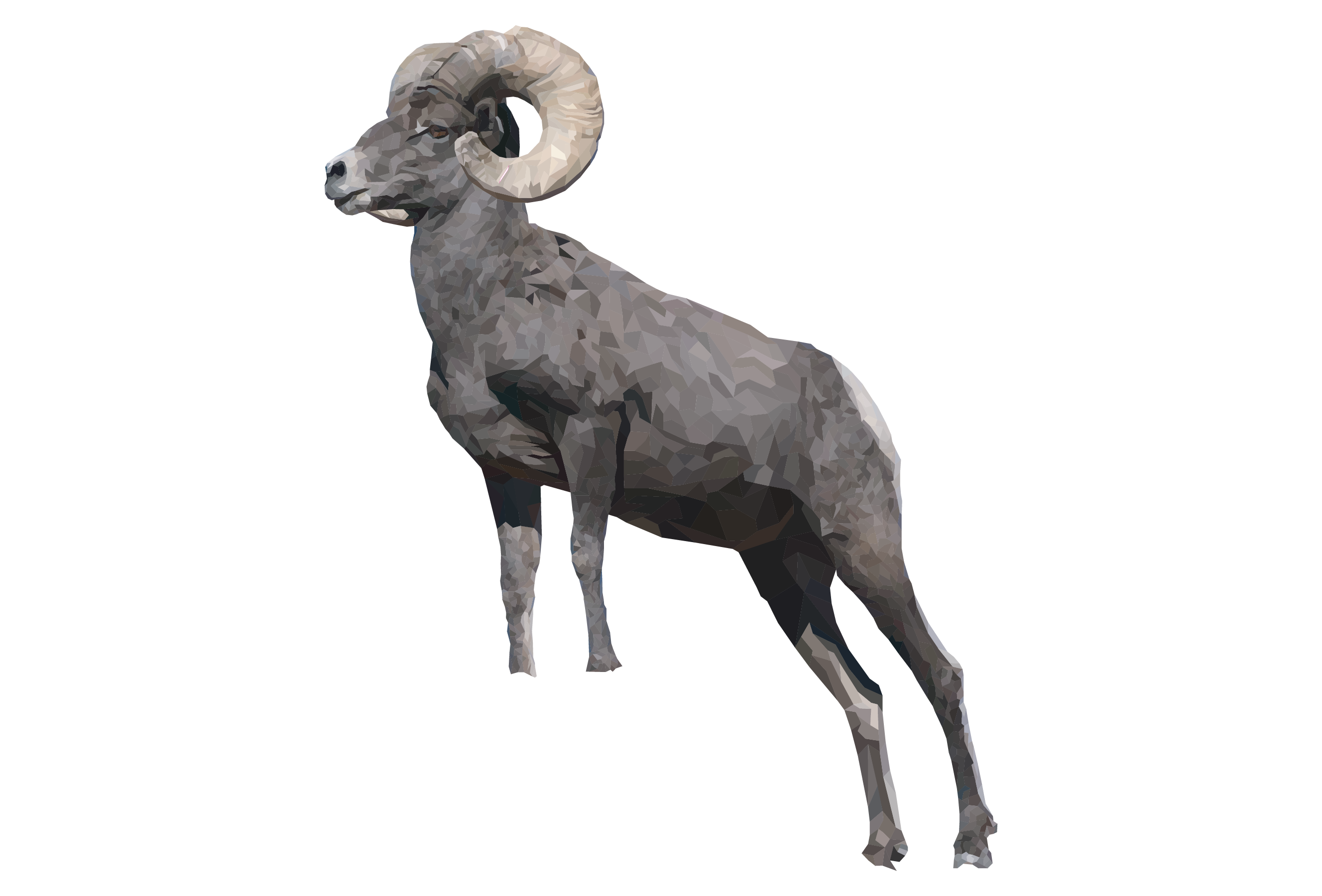 Bighorn Sheep