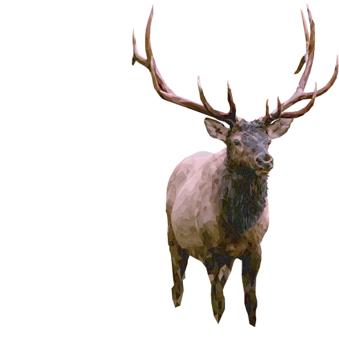 Elk