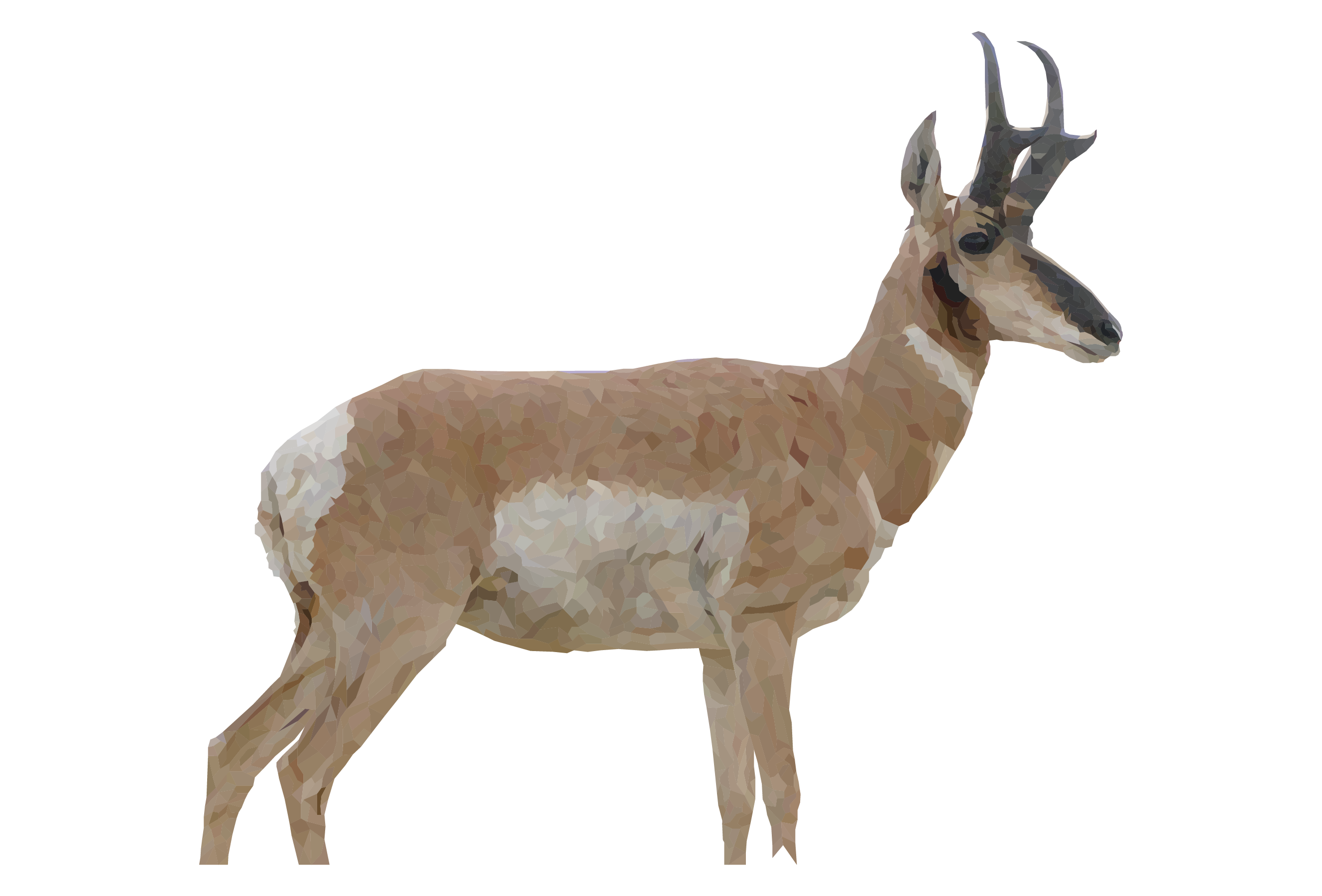 Pronghorn