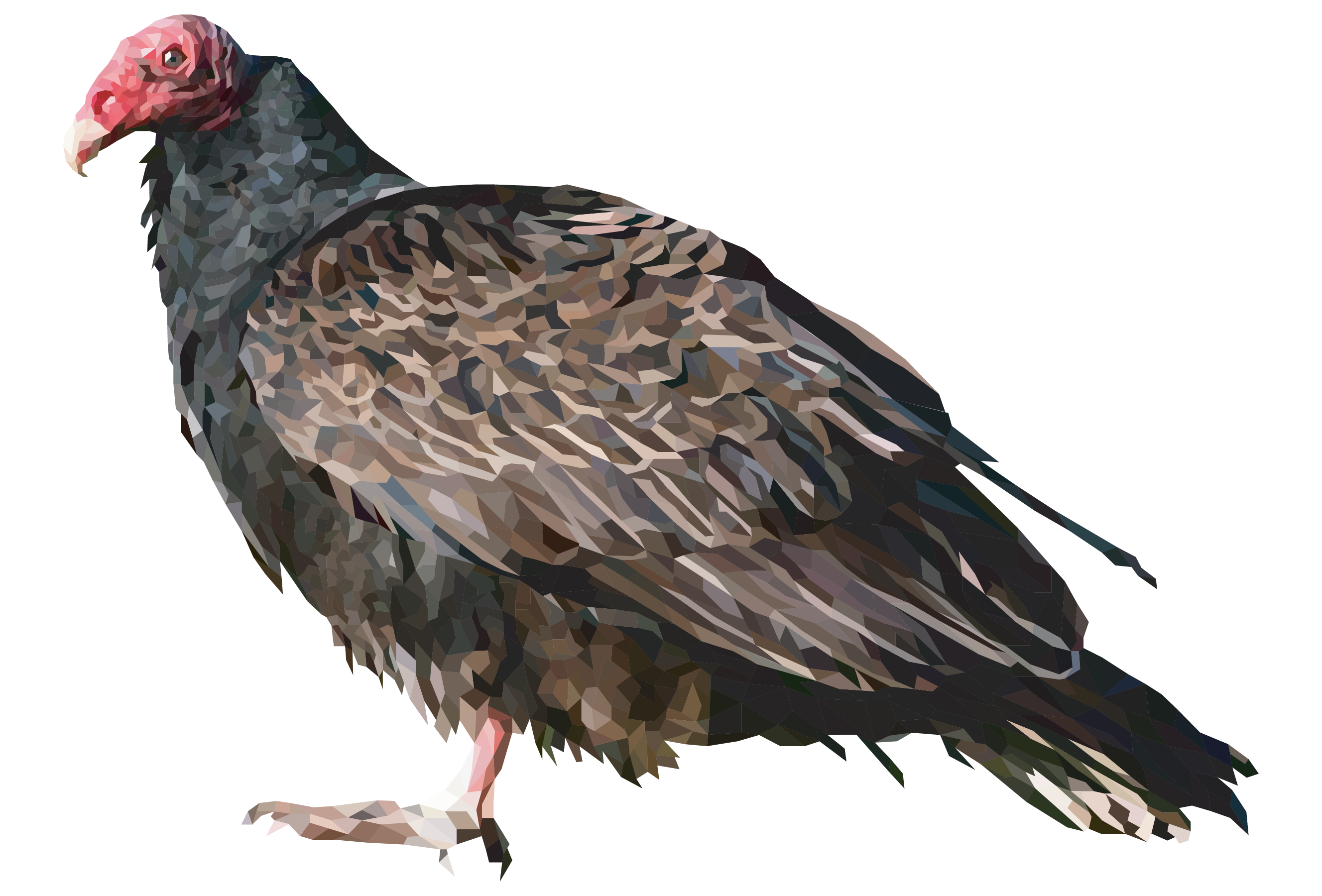 Turkey Vulture