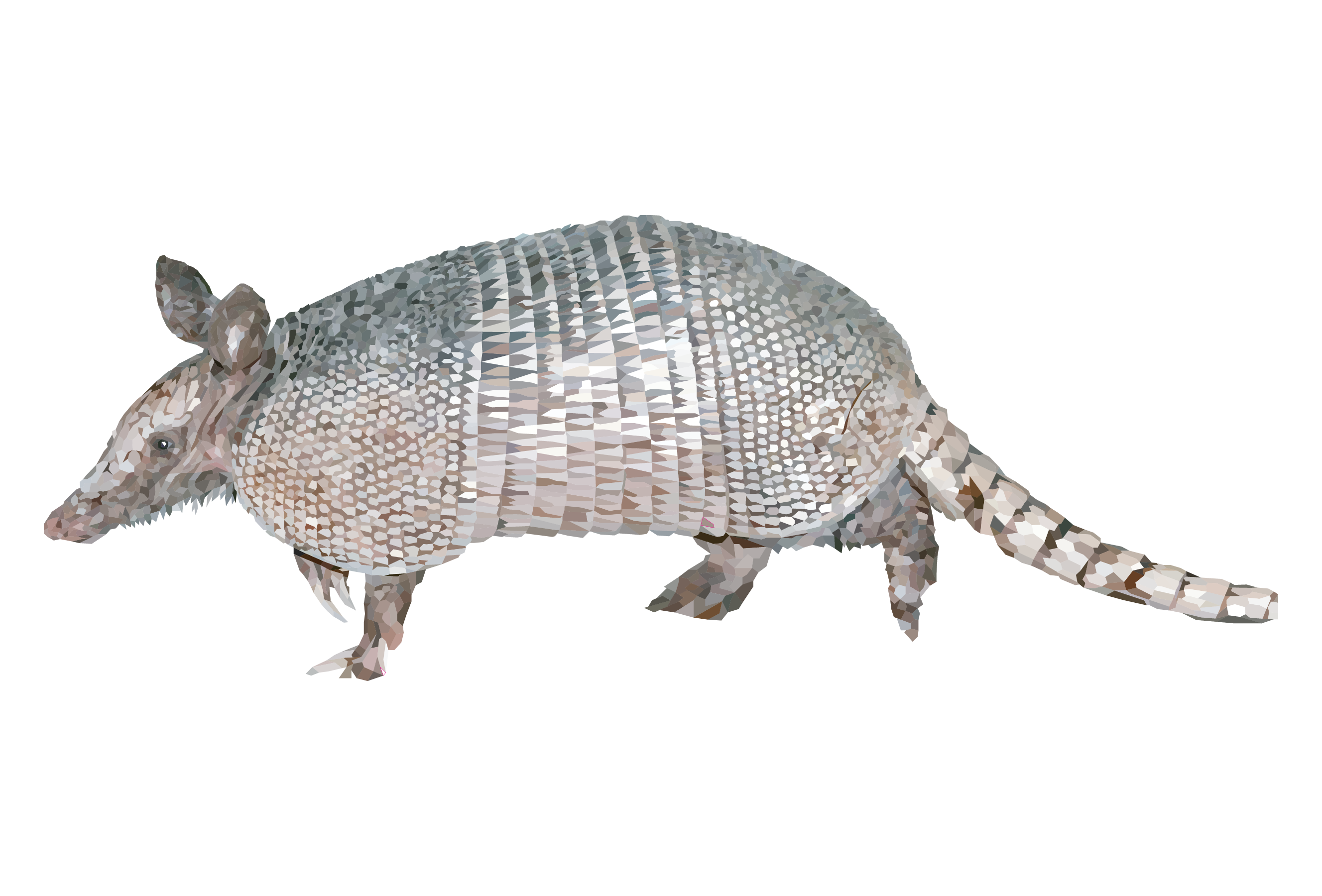 nine-banded Armadillo