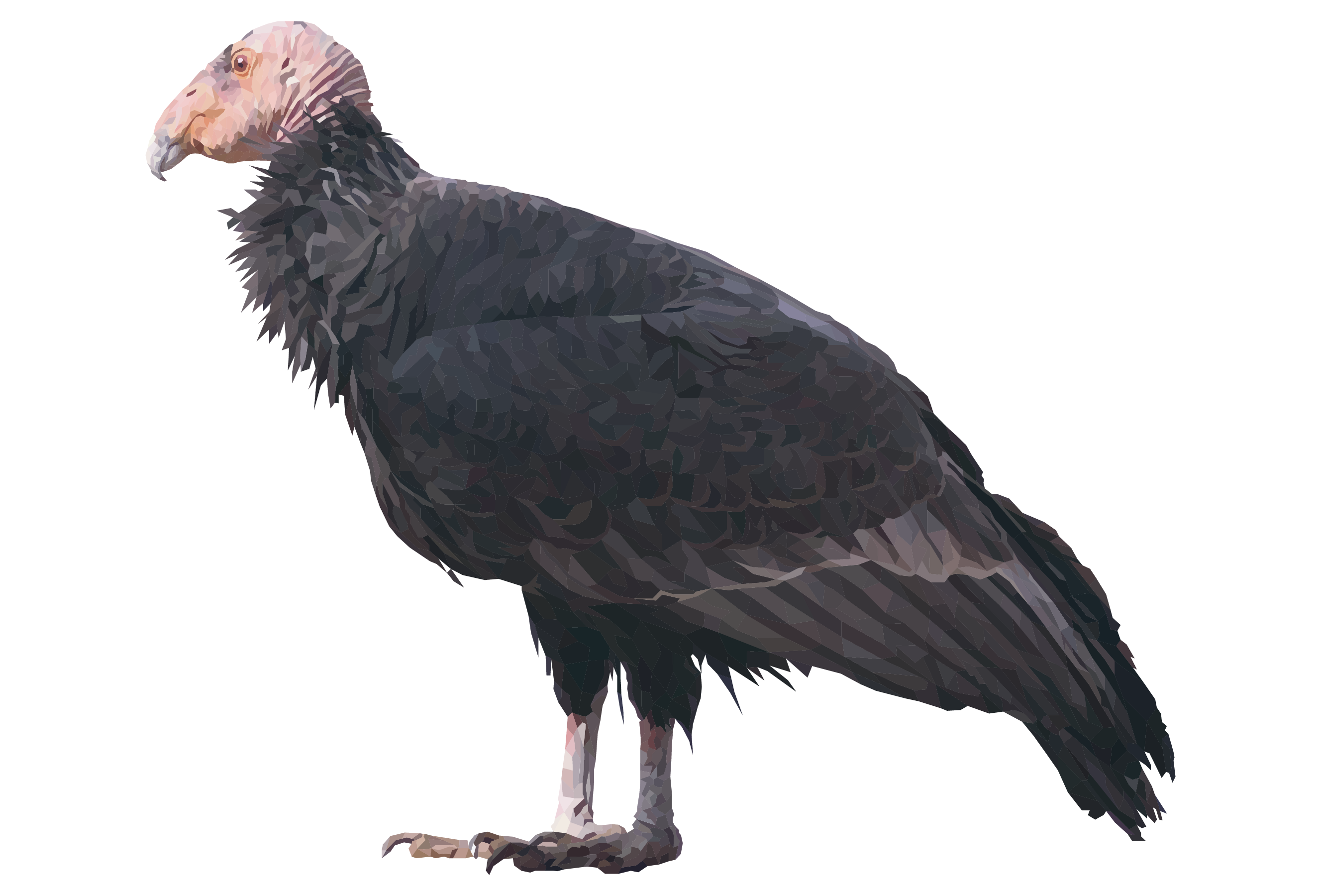 California Condor