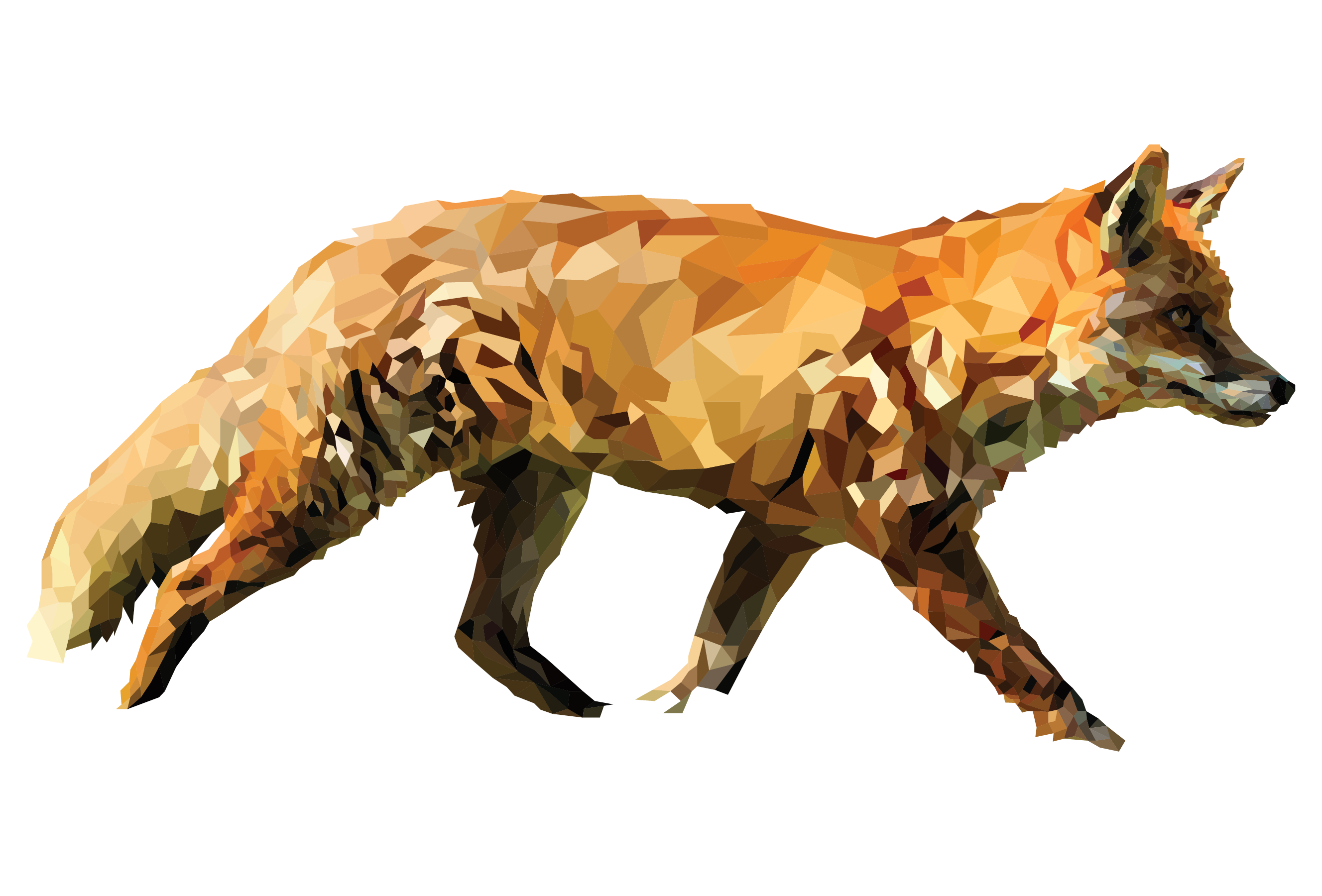 American Red Fox