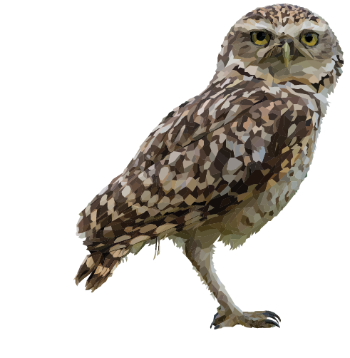 Burrowing Owl