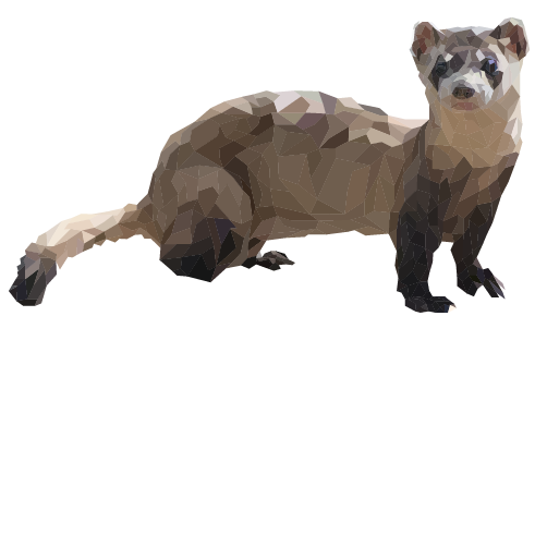 Black-Footed Ferret