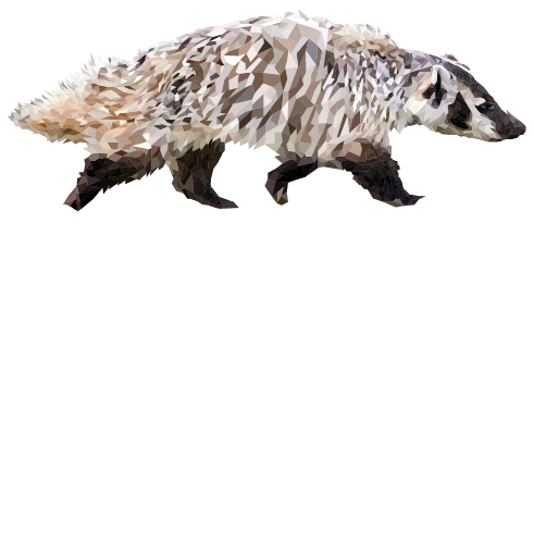American Badger