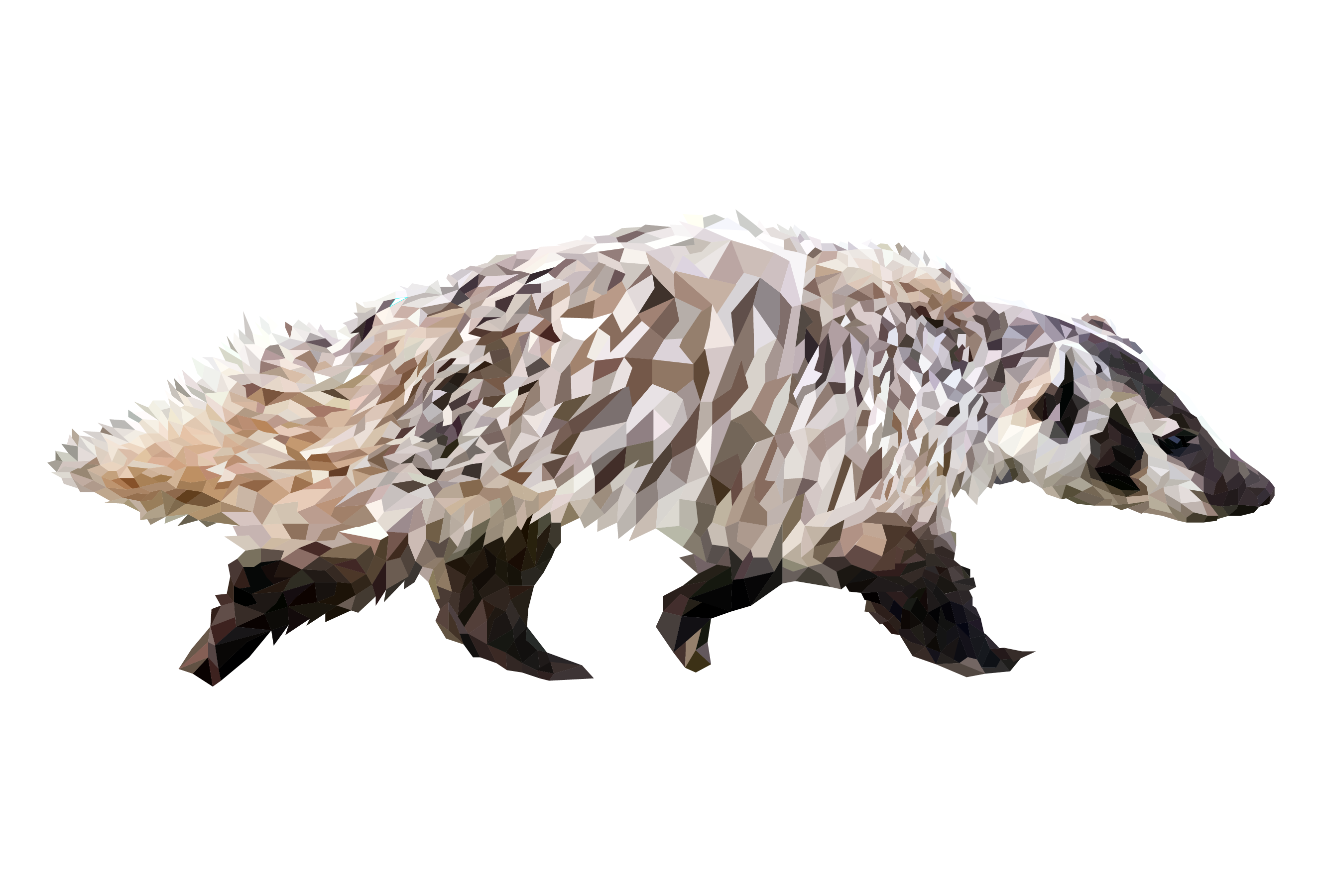 American Badger