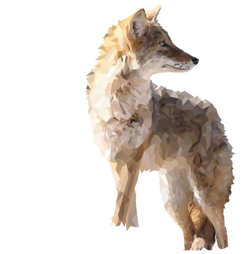 Coyote