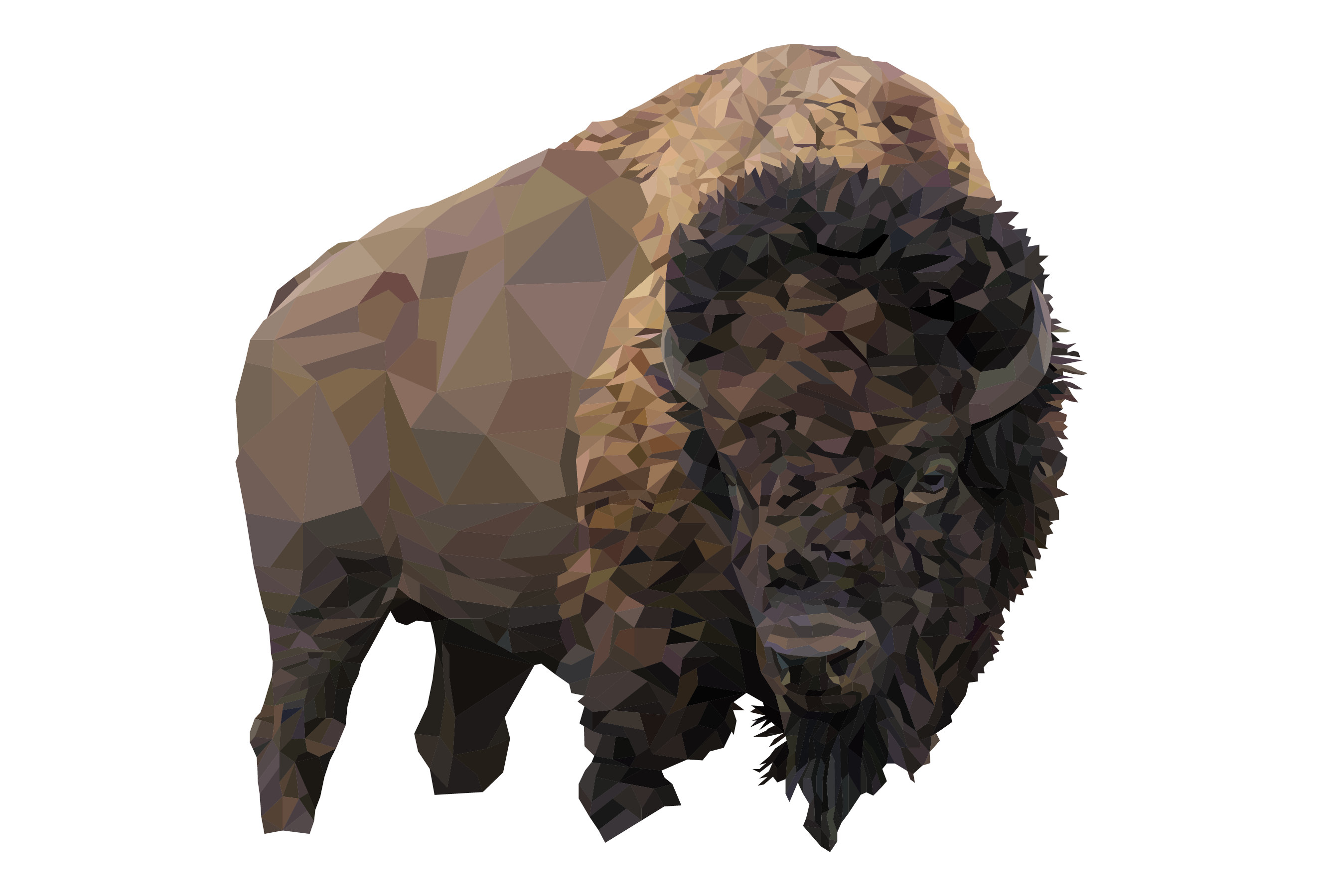 Bison