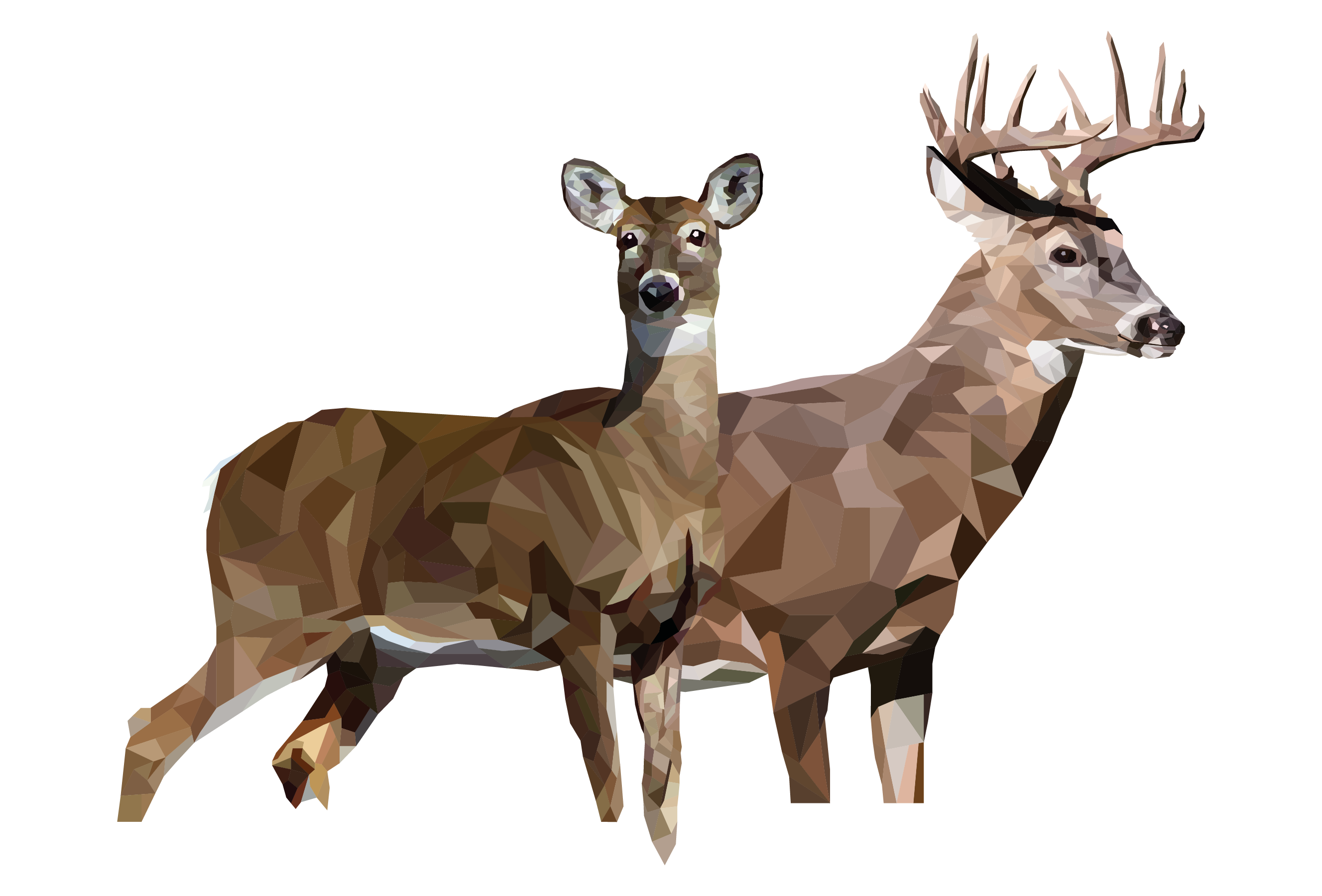 White-Tailed Deer