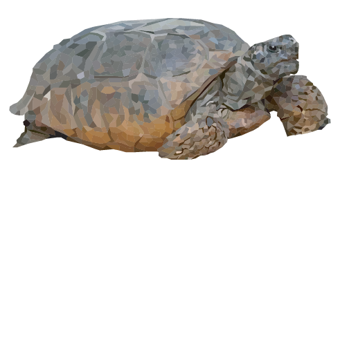 Gopher Tortoise