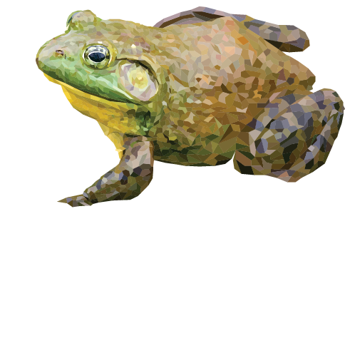 American Bullfrog