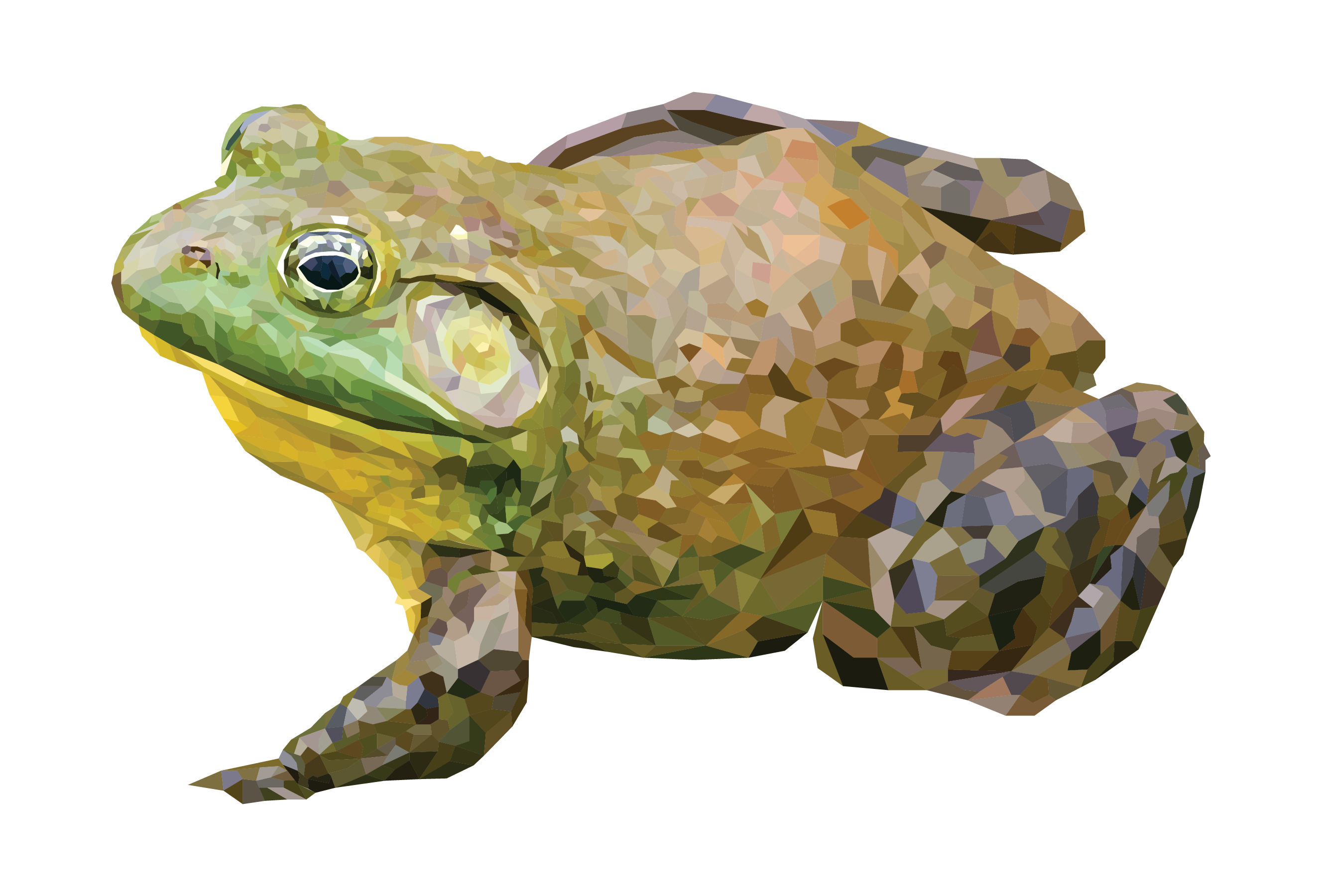 American Bullfrog