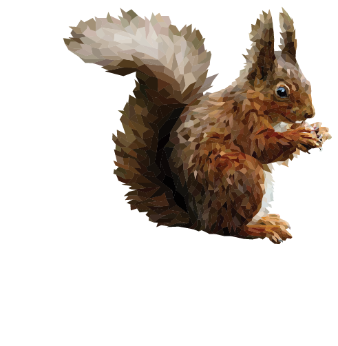 American Red Squirrel