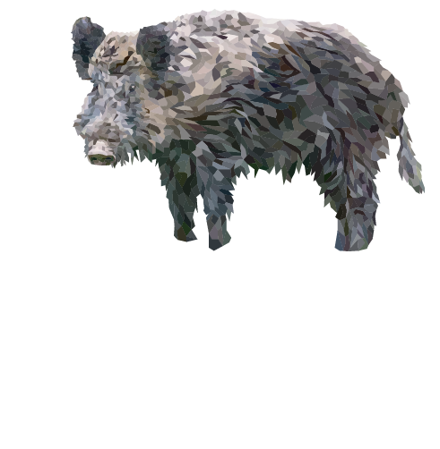 Wild Boar