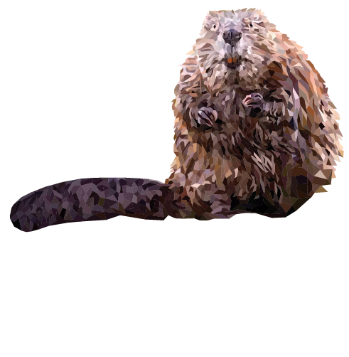 Beaver