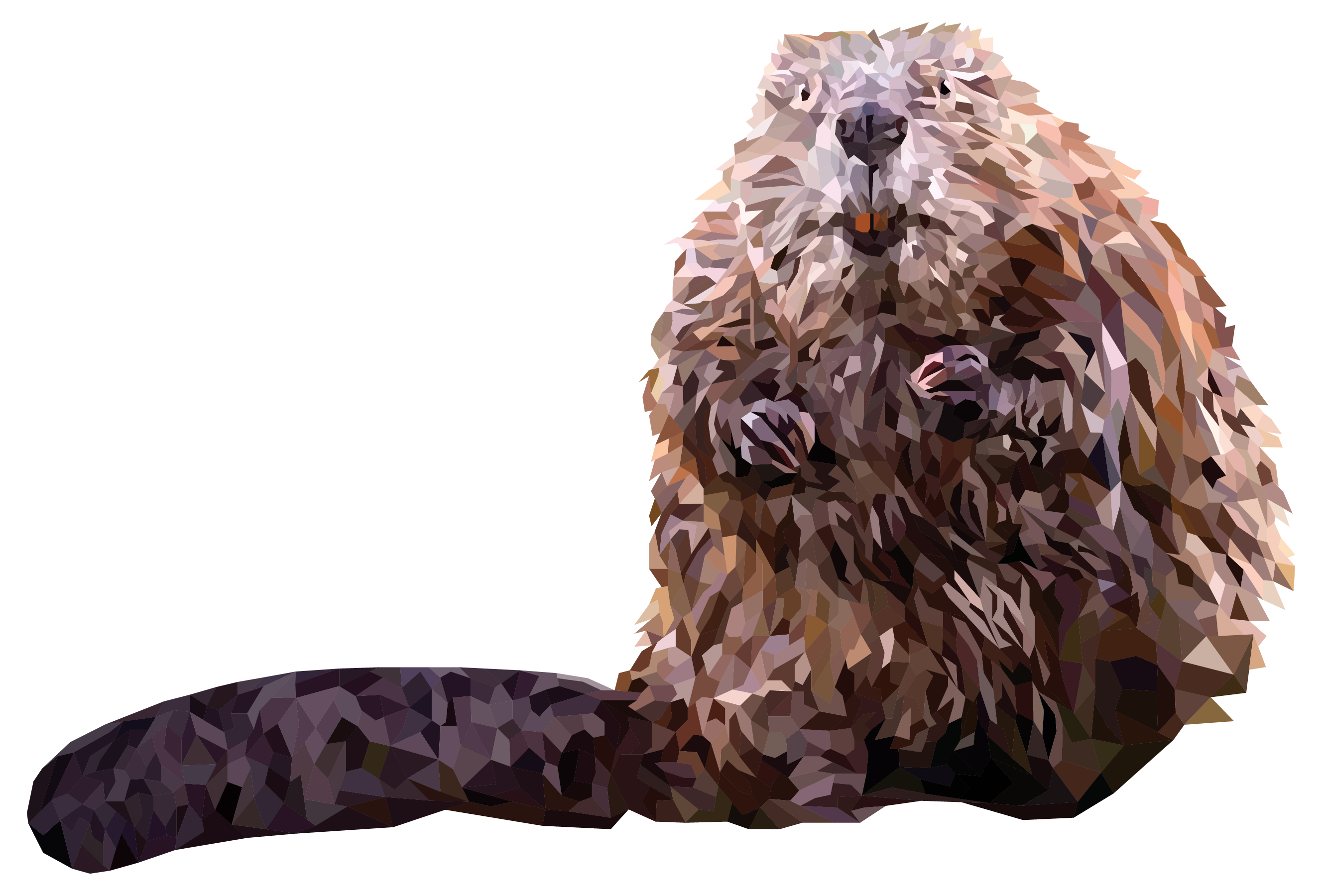Beaver
