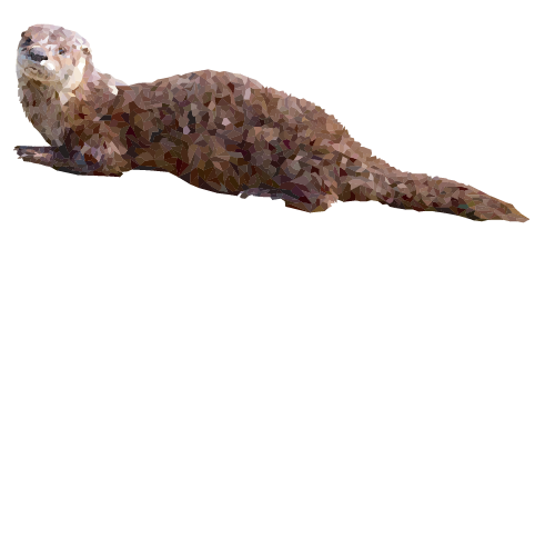 American River Otter