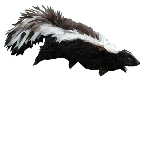 Striped Skunk