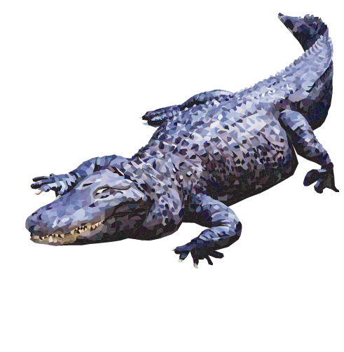 American Alligator