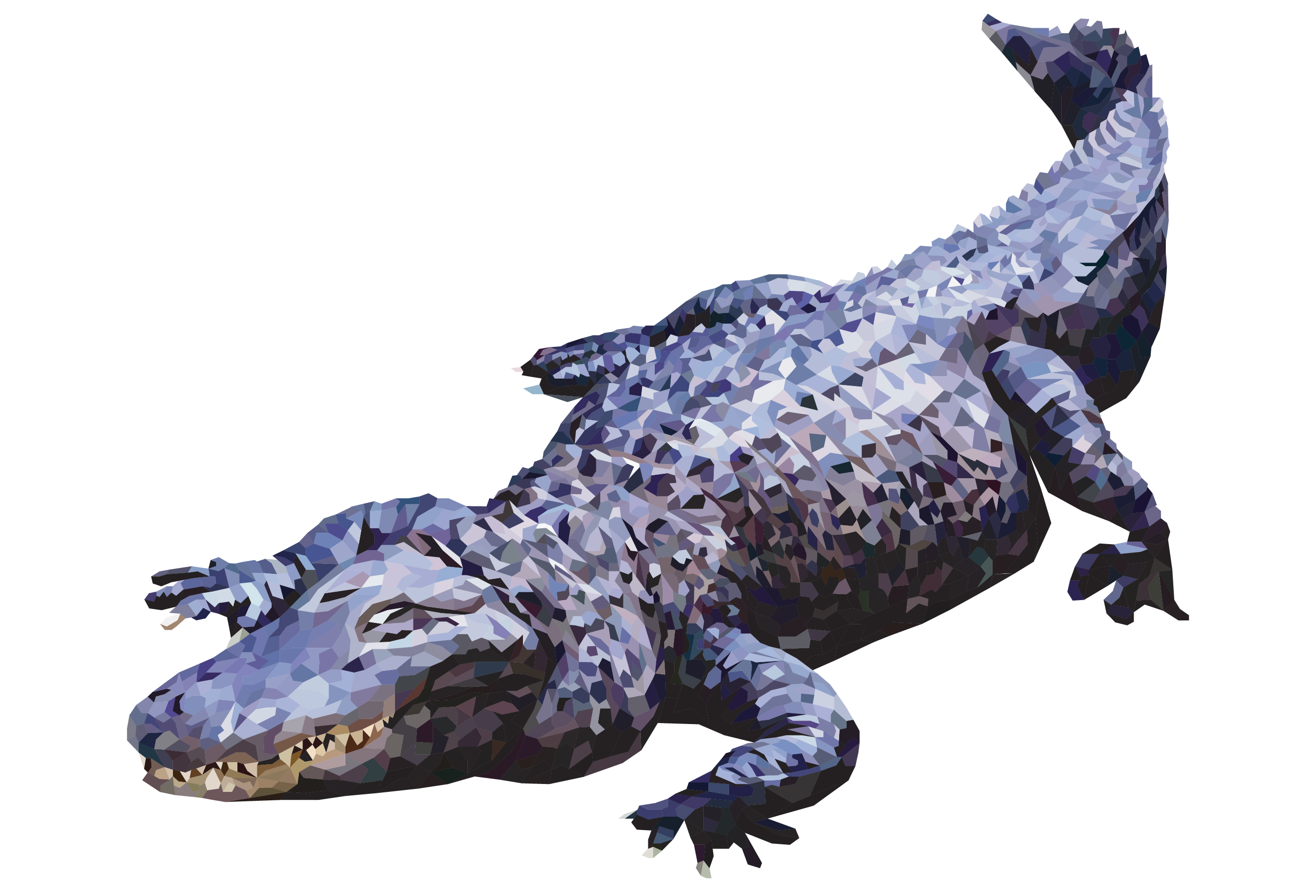 American Alligator